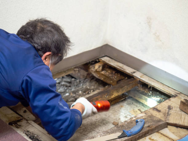 Best Mold Damage Repair  in East Highland Park, VA
