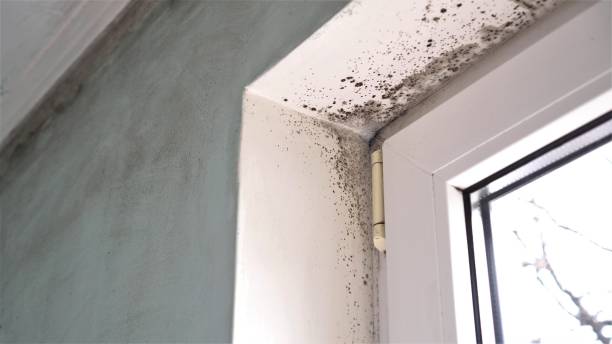 Mold Testing and Removal in East Highland Park, VA