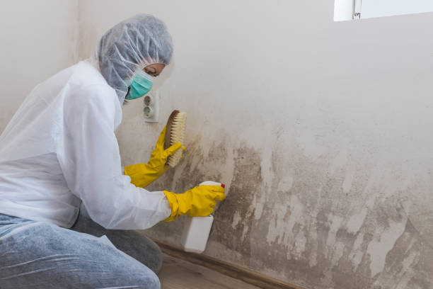 Best Same-Day Mold Removal  in East Highland Park, VA