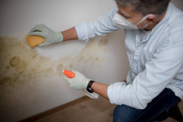 Best Fast Mold Removal  in East Highland Park, VA