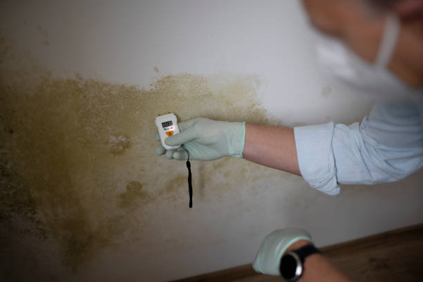 Best Mold Cleaning Services  in East Highland Park, VA