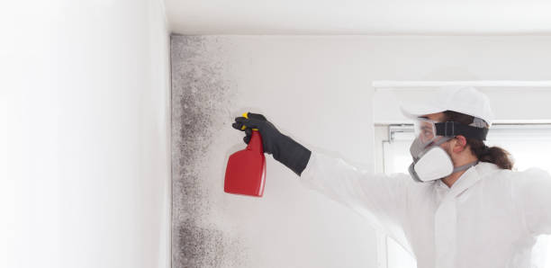 Best Toxic Mold Removal  in East Highland Park, VA
