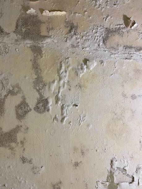 Best Commercial Mold Removal  in East Highland Park, VA