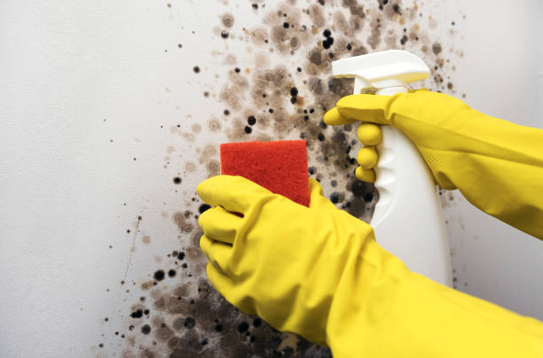 Mold Removal and Inspection in East Highland Park, VA
