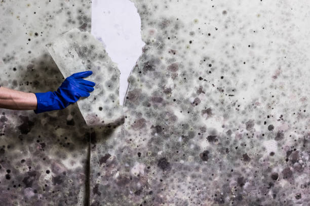 Best Home Mold Removal  in East Highland Park, VA