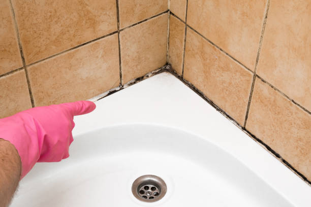 Best Crawl Space Mold Removal  in East Highland Park, VA